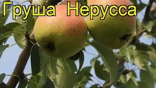 Груша Нерусса. Краткий обзор, описание характеристик, где купить саженцы pyrus communis Nerussa