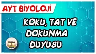 AYT Biyoloji | Koku, Tat ve Dokunma Duyusu #sayfa46 / AYT Biyoloji