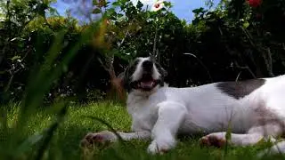 ADORABLE CHILLING DOG.....