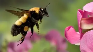 Stokowski conducts "The Flight of the Bumble-bee" at the age of 94!