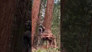 Navigating second growth redwood growing out of old growth stumps. 