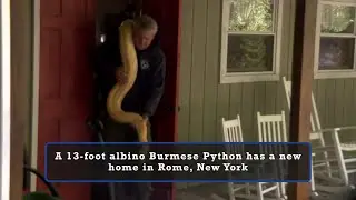 13-foot albino Burmese python gets new home in New York