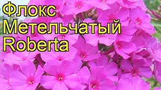 Флокс метельчатый Роберта. Краткий обзор, описание характеристик phlox paniculata Roberta