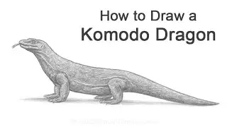 How to Draw a Komodo Dragon