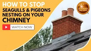 How to Stop Seagulls and Pigeons Nesting on Chimneys