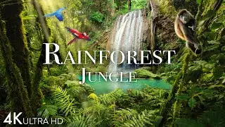 Rainforest 4K - The World’s Amazing Tropical Rainforest | Jungle Sounds | Scenic Relaxation Film