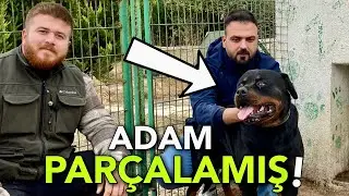 Rottweiler TYSON EFSANE YENİ KÖPEĞİM ÇOK TEHLİKELİ!