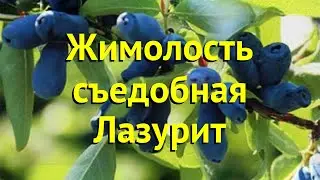 Жимолость съедобная. Краткий обзор, описание характеристик lonicera caerulea лазурит