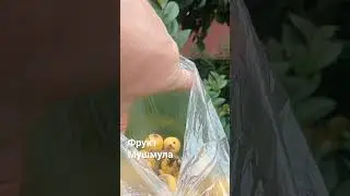 Мушмула. Фрукты в Сочи. Цены в Сочи/Дом в Сочи @domvsochi #shorts