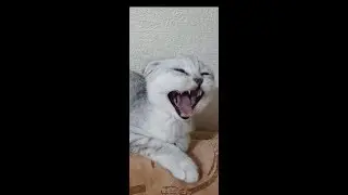 Красивое видео с котом