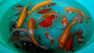 Catfish Koi Carp Fish Goldfish Cute animals Videos - The Animals Around Us