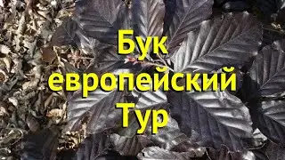 Бук лесной Тур. Краткий обзор, описание характеристик, где купить саженцы fagus sylvatica Tur