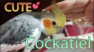 Cute Cockatiel Enjoying Head Massage So Much -Cockatiel Cute Reaction Must Watch! 