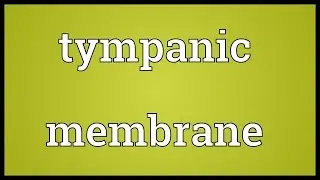 Tympanic membrane Meaning