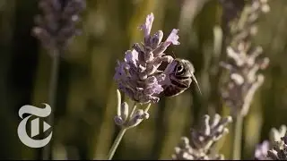 Whats the Buzz About Wild Bees? | California Matters w/ Mark Bittman | The New York Times