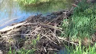 Sperling Ave Beaver Dam