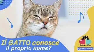 Il Gatto CONOSCE il proprio nome? 🐱