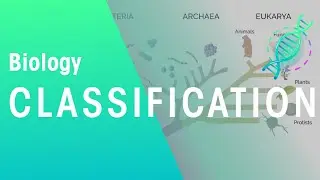 How Are Organisms Classified? | Evolution | Biology | FuseSchool