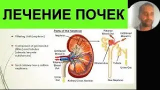 Диеты на основе растений при заболеваниях почек | Доктор Шивам Джоши