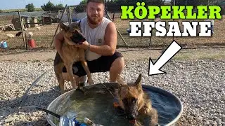 2 TANE ALMAN KURDU ALDIM YENİ KÖPEKLER EFSANE!