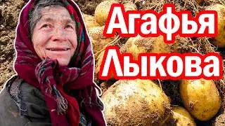 Агафья Лыкова поставила учёных в тупик картошкой