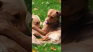 Собачки - это любовь... 