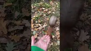 We feed the squirrel