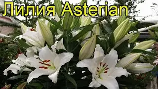 Лилия (Asterian). Краткий обзор: Лилия описание характеристик, где купить луковицы