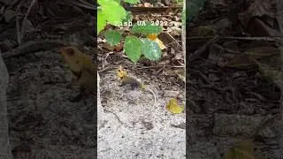 Ящерица на спорте 🤣  видели как отжимается ящерица?))