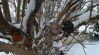 Birds on Garden Feeder - Feb 2018