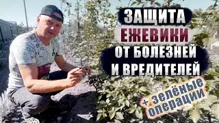 Защита ежевики от паразитов и болезней + зелёные операции
