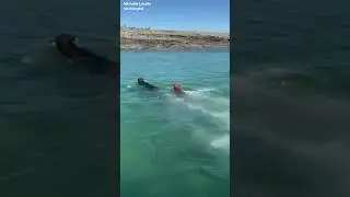 Cows Leap Off Boat and Swim to Irish Island for Grazing