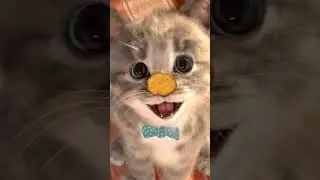 GOOD MORNING WITH LITTLE CAT KITTY MEOW PURR