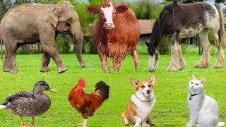 Farm Animals: Sheep, Cow, Cat, Dog, Chicken, Pig, Duck, Monkey, Buffalo, Parrot – Farm Animal Sounds