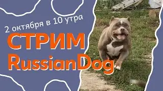 СТРИМ из питомника собак RussianDog