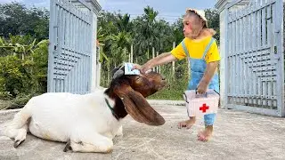 Cutis Panicked Worriedly Find Way To Save Sick Goat