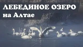 Лебединое озеро на Алтае. Зимовка лебедей кликунов на озере светлое