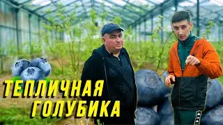 Голубика в теплице// Ты должен это знать