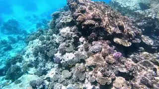 Red sea reef with gopro 7 black of hotel Albatros citadel resort