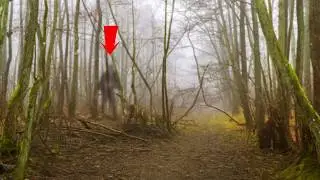 15 Scariest Camping Encounters Caught on Camera