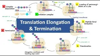 Translation - Elongation & Termination | Stages of Protein Synthesis | Biochemistry