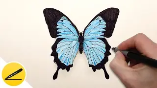 Как Нарисовать Бабочку поэтапно - How to Draw a Butterfly easy