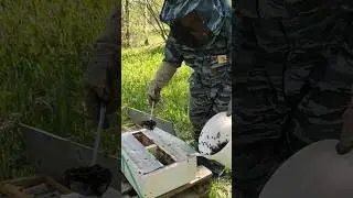 Зачем на пасеке полковник? Заселяем облетники. 