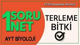 AYT Biyoloji Terleme - Bitki | 1 Soru 1 Net