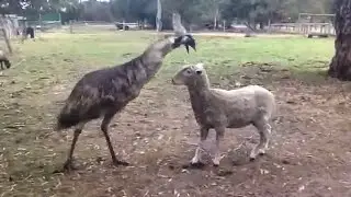 Удивительные моменты со СТРАУСАМИ, заснятые на камеру!