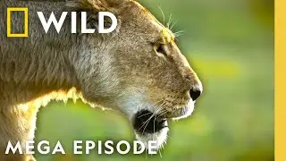 Queens: Animal Kingdom Royalty | MEGA EPISODE | Nat Geo Animals