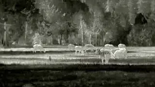 ZEISS DTI 3/25 ~ Montana Elk