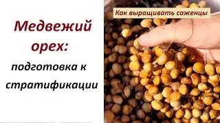 О стратификации медвежьего ореха