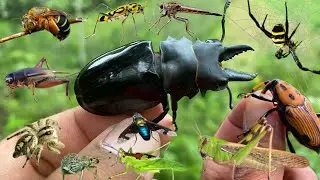 hunt various species of insects|grasshoppers|beetles|bees