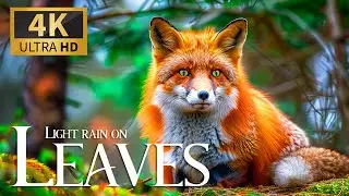 Light Rain On Leaves 🐾 Sweet Piano Tunes 🌸 Official Music Video